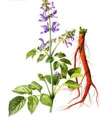 scutellaria b.radice.jpg